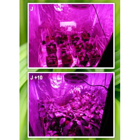 SpectraSPOT 36 GROW FLORALED