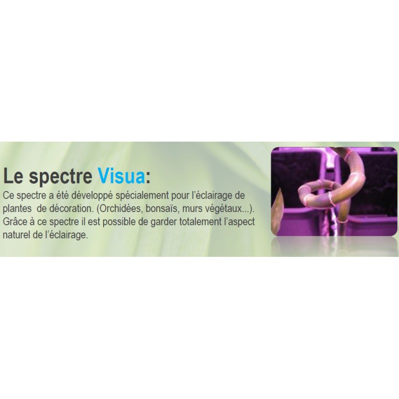 SpectraPANEL 119 VISUA FLORALED