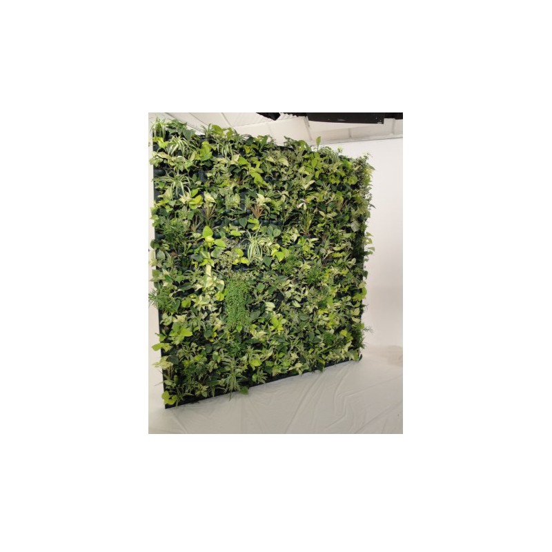 Flowall Complet Vert Tilleul