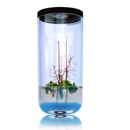 GreenPocket Carnivores Drosera