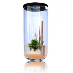 GreenPocket Carnivores Fly-Trap et Drosera