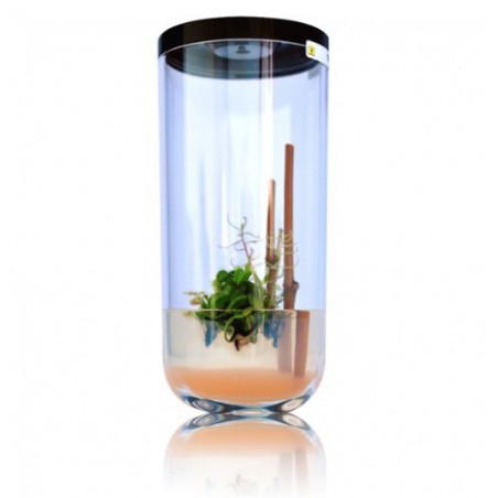 GreenPocket Carnivores Fly-Trap et Drosera