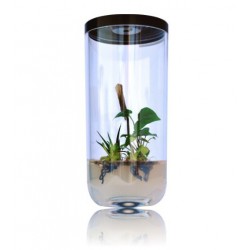 GreenPocket RainForest