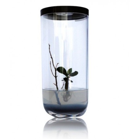 GreenPocket Rose du désert