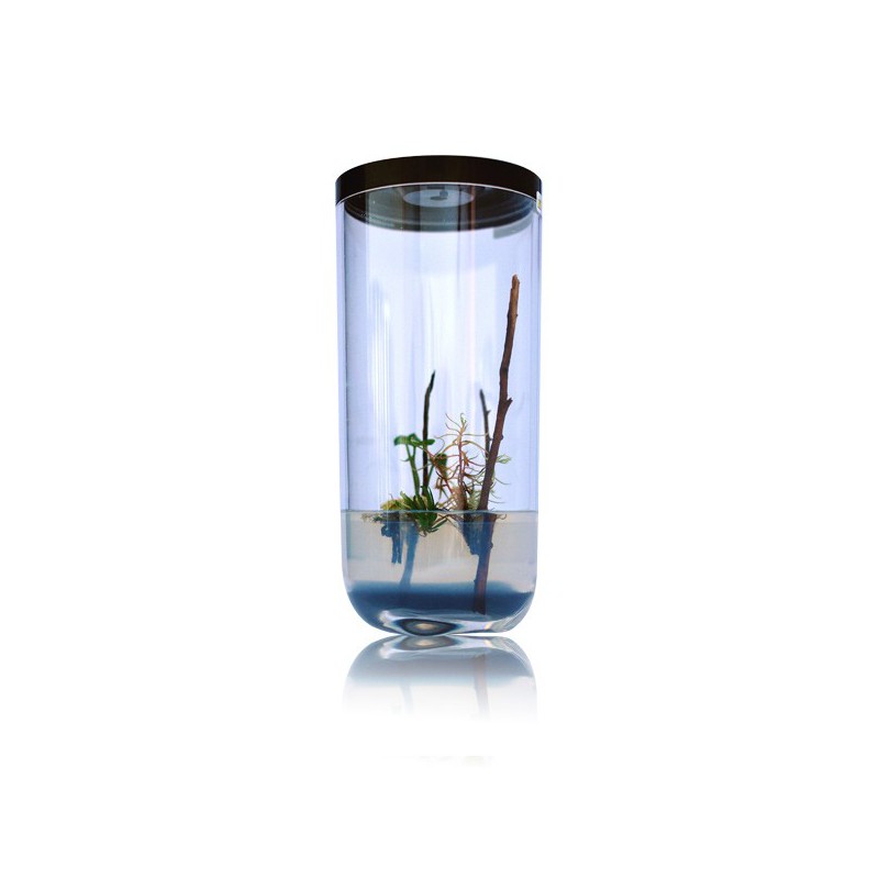 GreenPocket Carnivores Drosera