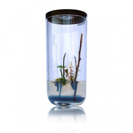 GreenPocket Carnivores Drosera