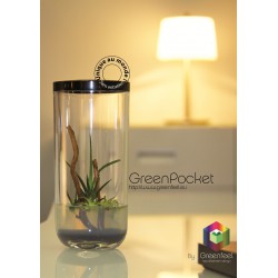 GreenPocket Carnivores Fly-Trap et Drosera 2