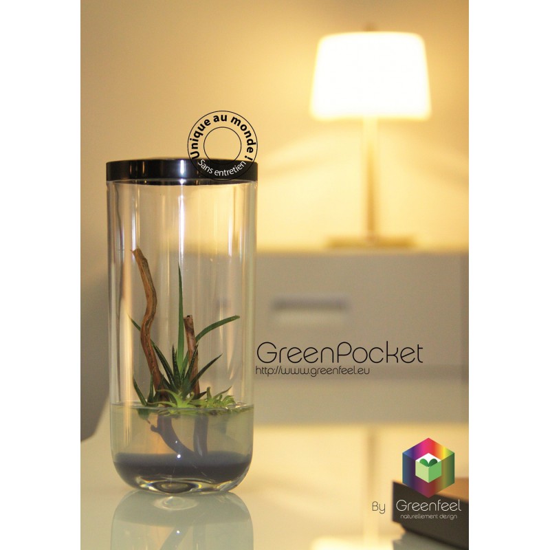 GreenPocket Carnivores Fly-Trap et Drosera