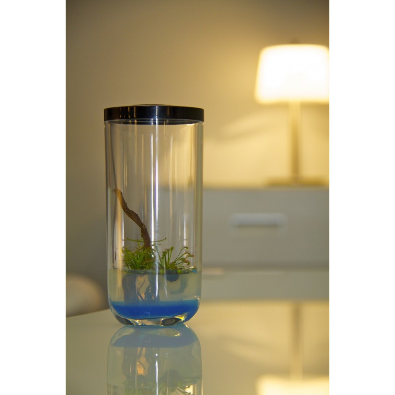 GreenPocket Carnivores Fly-Trap et Drosera