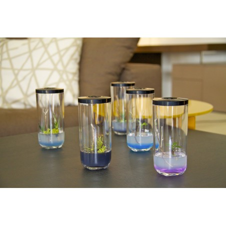 GreenPocket Carnivores Drosera