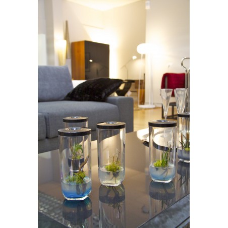 GreenPocket Carnivores Drosera