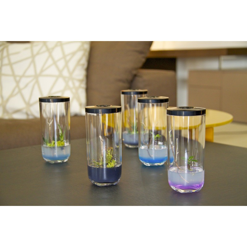 GreenPocket Rose du désert