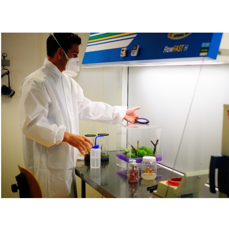 GreenPocket Rose du désert