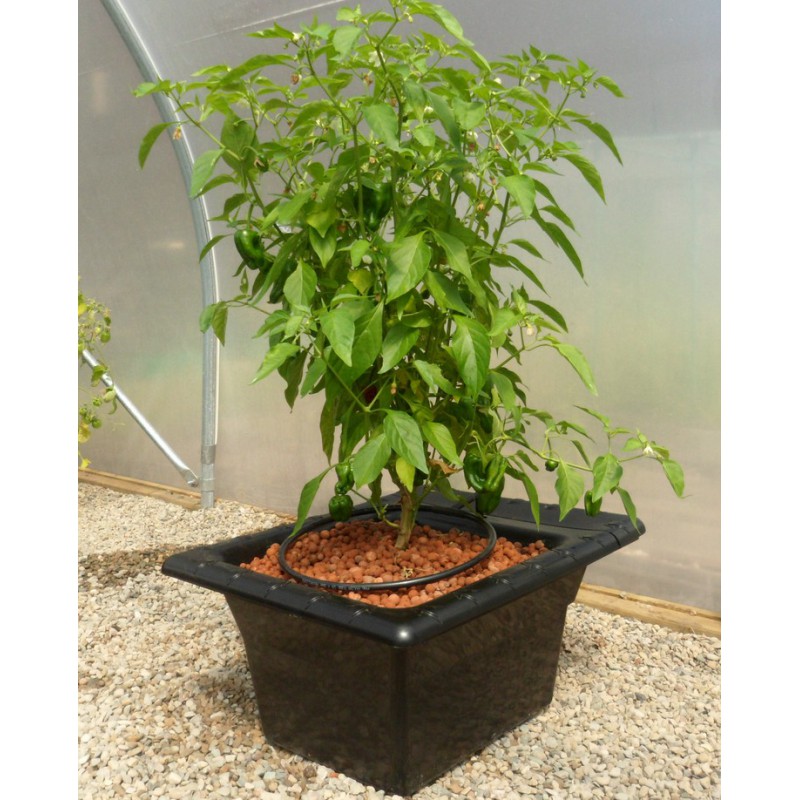 Flo Gro 500 55 x 46 x 29 cm Nutriculture