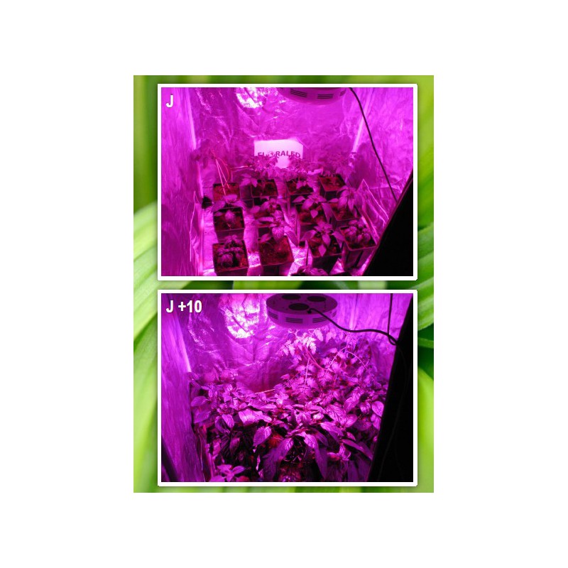 SpectraSPOT 36 VISUA FLORALED