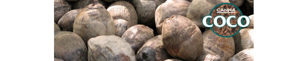 Fibre de coco